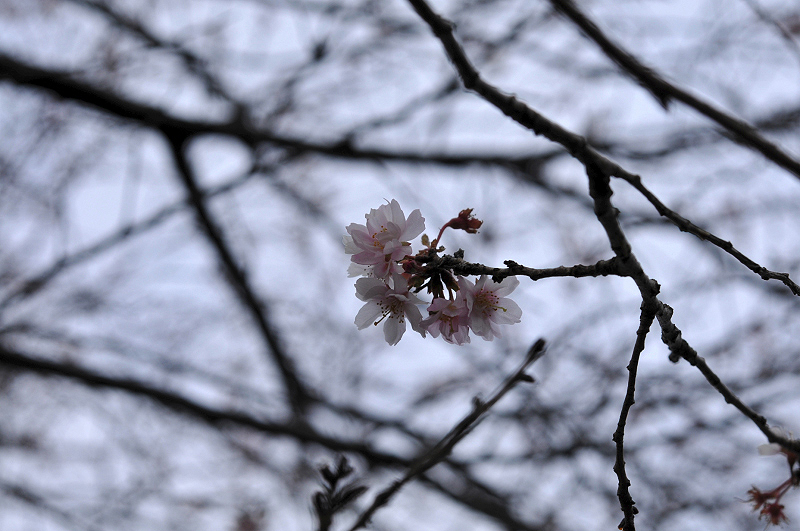 image0078