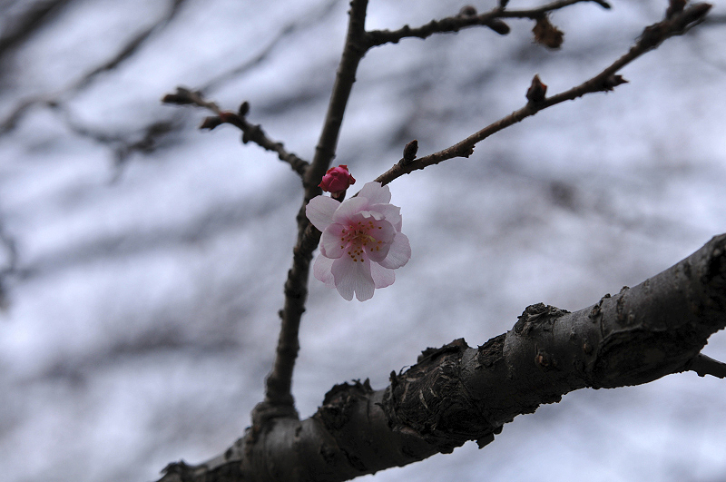 image0079
