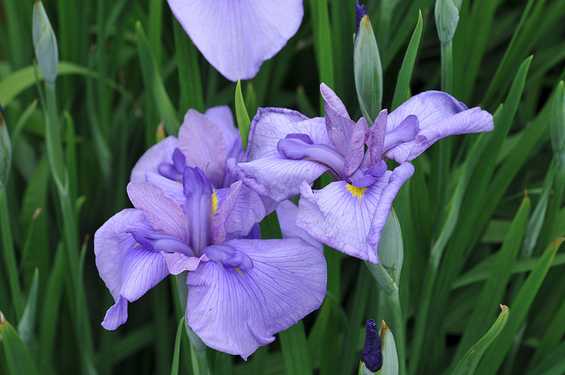 image0099