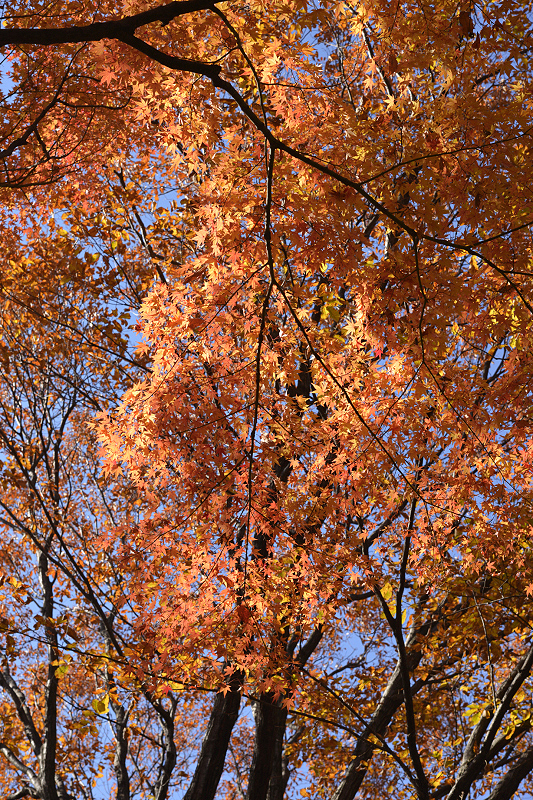 image0072