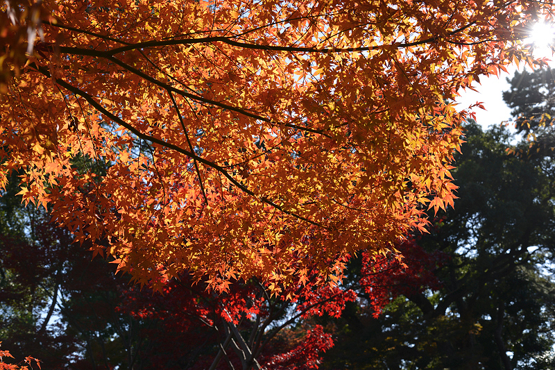 image0155
