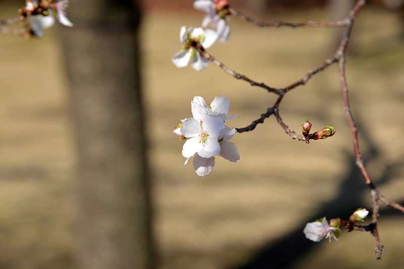 image0207