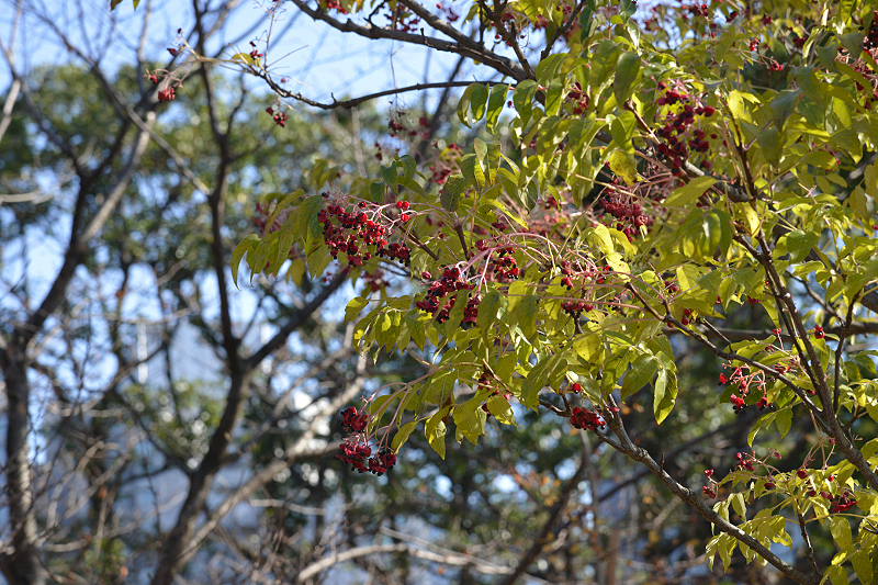 image0246