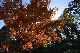 image0153