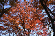 image0183