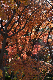 image0190