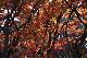 image0194