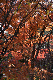 image0195