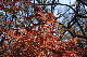 image0199