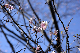 image0238