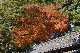 image0255