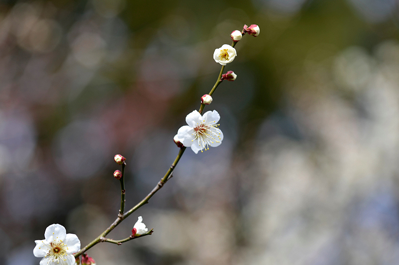 image0078