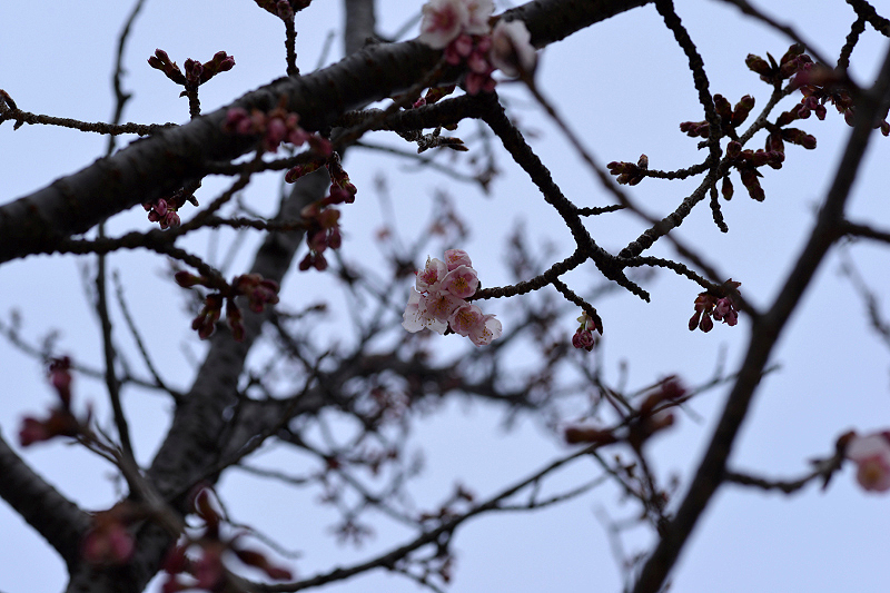image0262