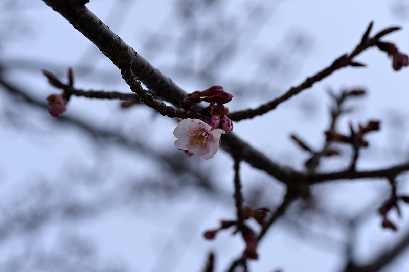 image0265