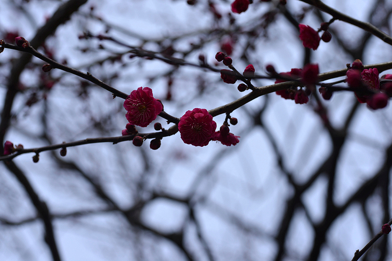 image0275
