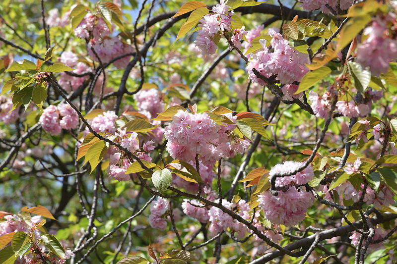 image0071