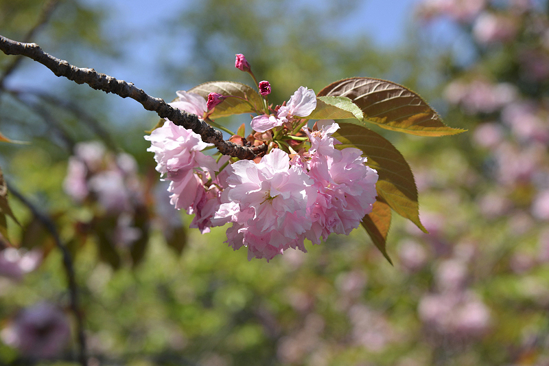 image0073