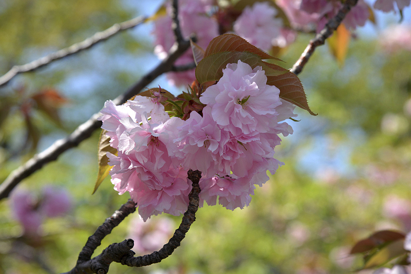 image0074