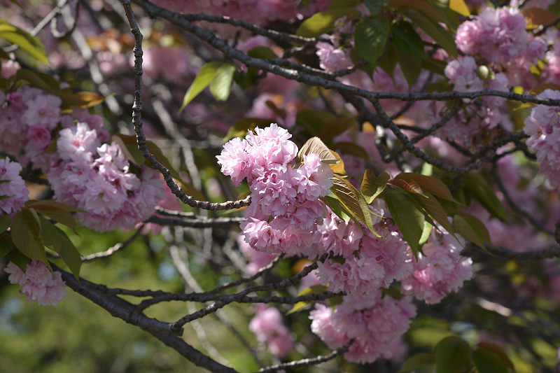 image0077