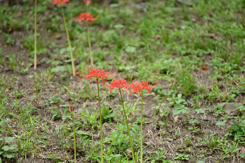 image0106
