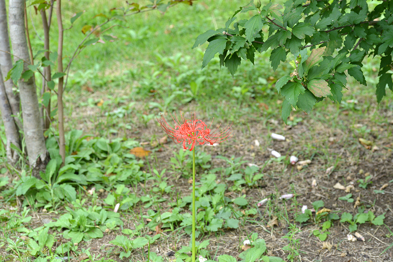 image0129
