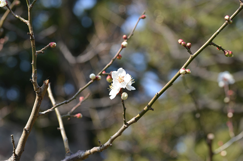 image0137