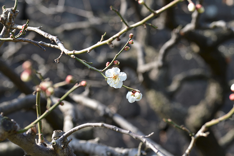 image0196