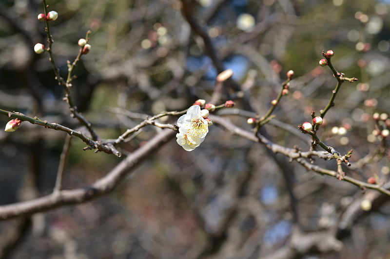 image0198