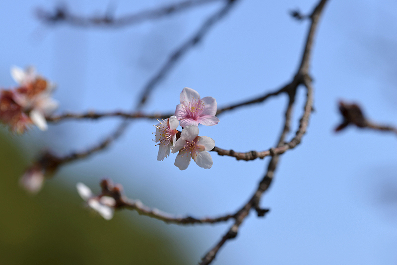 image0229