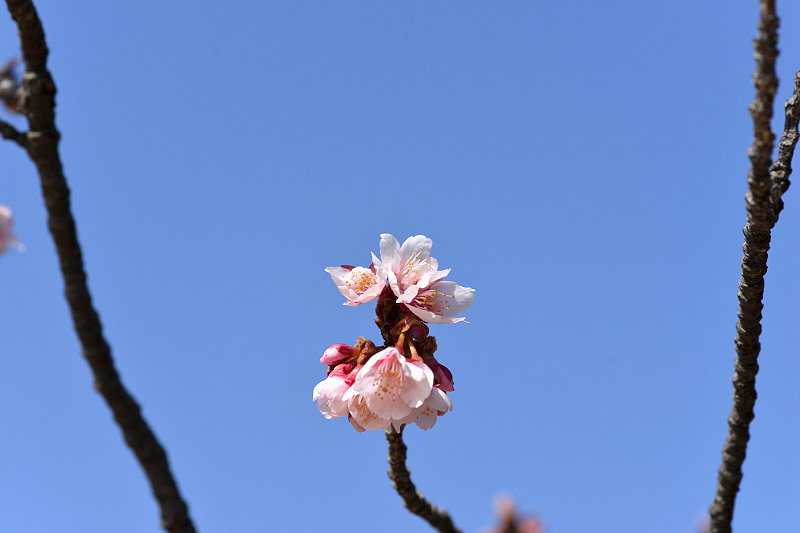 image0245