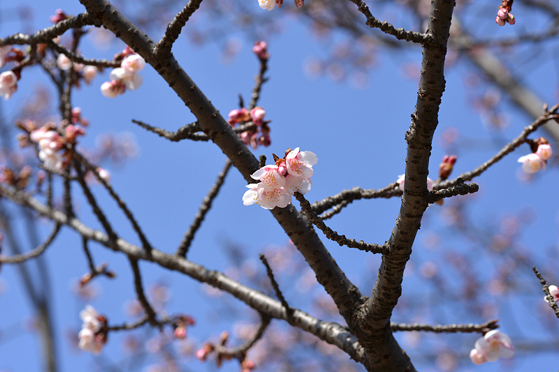 image0253