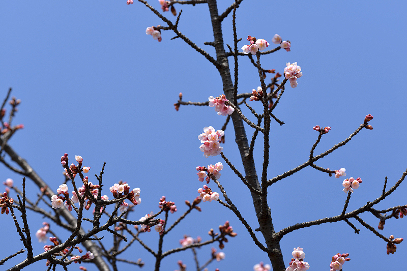 image0276