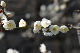 image0181