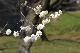 image0194