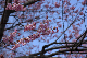image0275