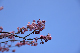 image0276