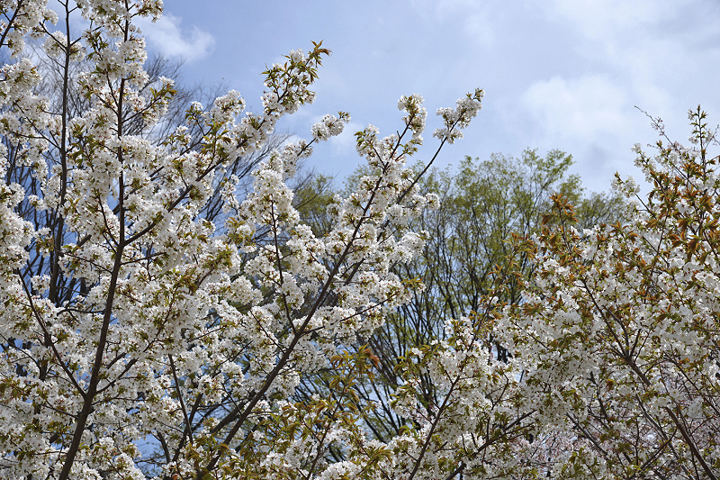image0107
