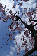 image0137