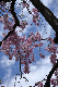 image0138