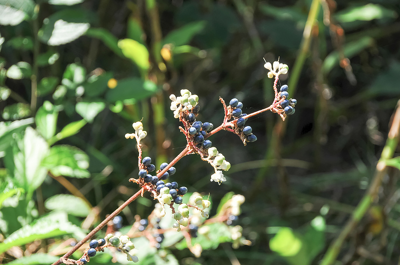 image0103