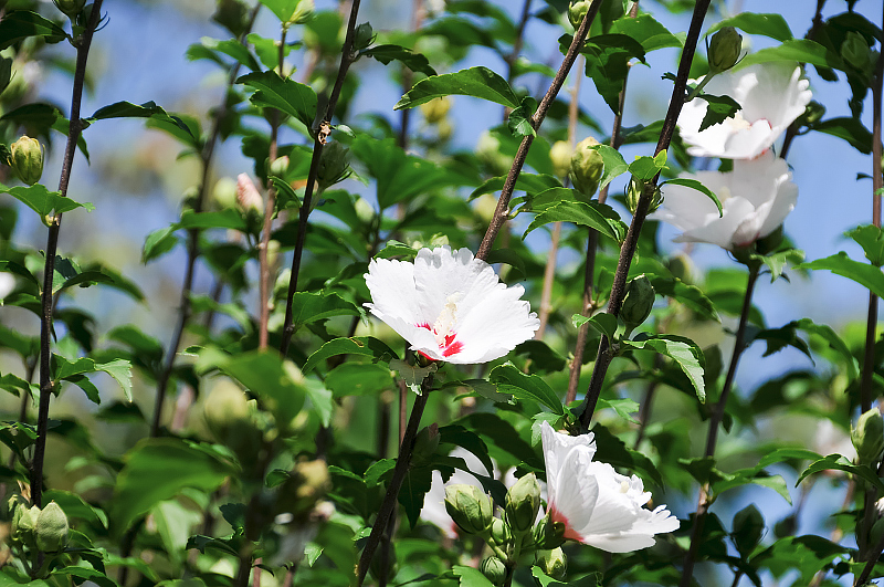 image0132