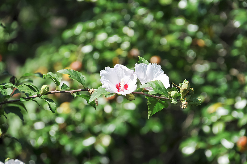 image0135