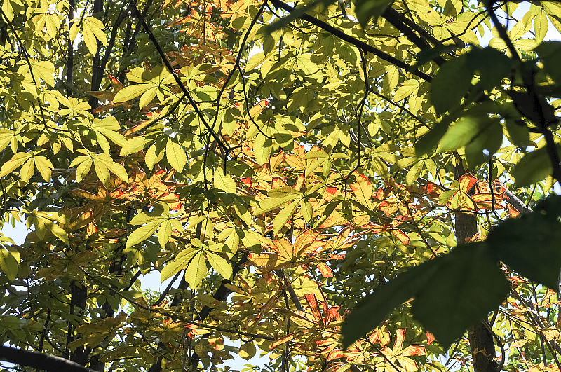 image0138