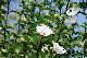 image0132