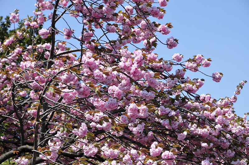 image0098