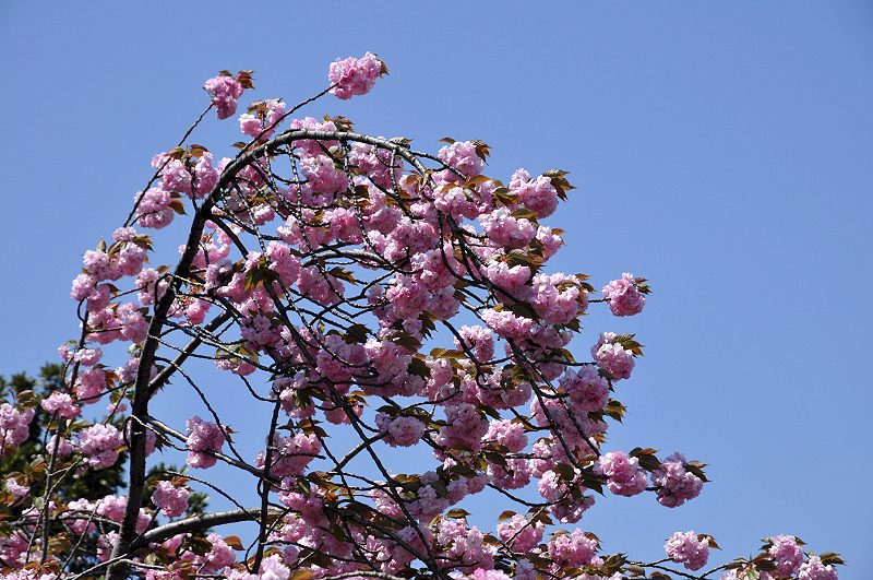 image0099