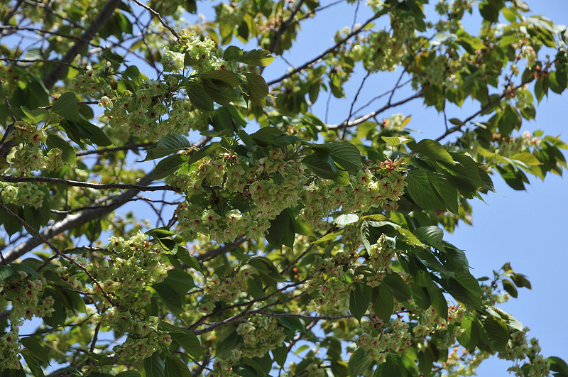 image0137