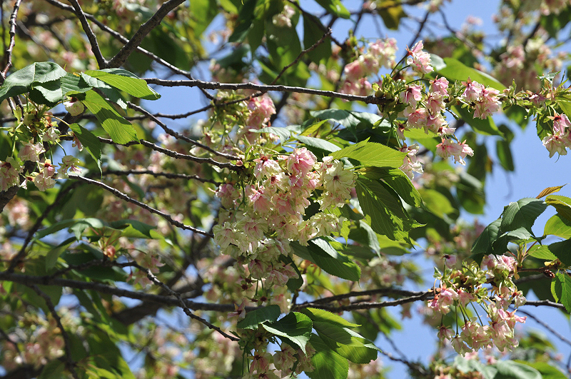 image0199
