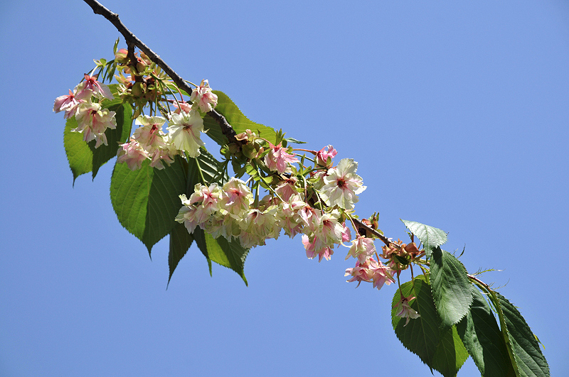 image0207