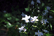 image0177